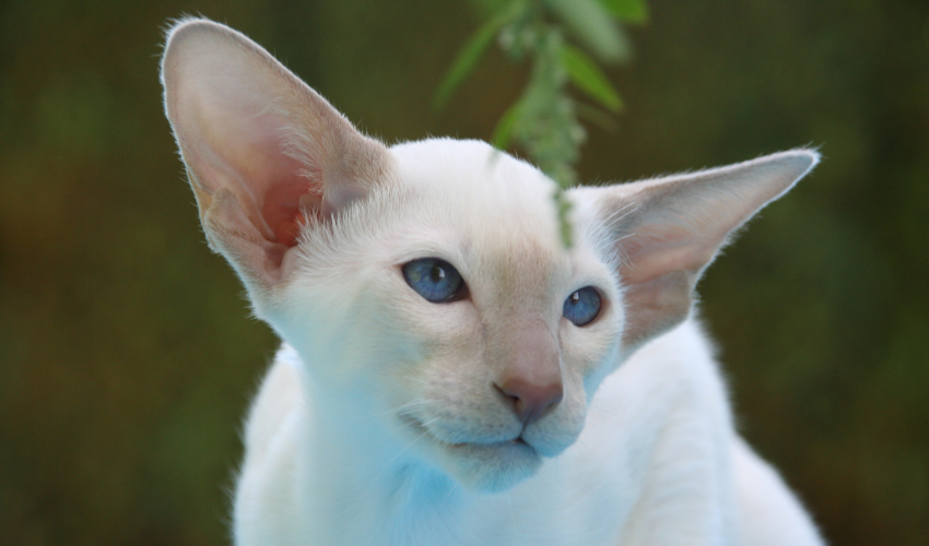 Foreign White